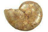 Jurassic Cut & Polished Ammonite Fossil (Half) - Madagascar #223249-1